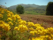 sivas ,suþehri