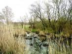 Sazlýk [Vildan Sonmez]