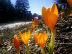 Uludag da Çigdemler [Ayhan Sahinturk]