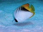Renkler [Ömer Özgün Ulutan]
