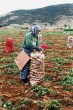 Emek [Hüsnü Gengönül]