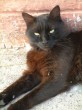 Kara Kedi [Haldun Ýlhan]