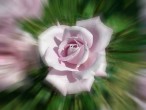 Rose [Ýsa Cem Can]