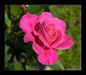 Pembe Gül [Ýsmail Çallý]
