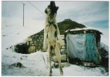 Kangal [Yavuz Yýldýrýmkaya]